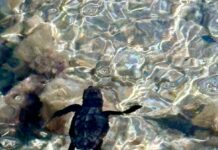 Tutela della fauna marina, Paolicelli inaugura a Valenzano la nuova Sea Turtle Clinic dell’Università di Bari
