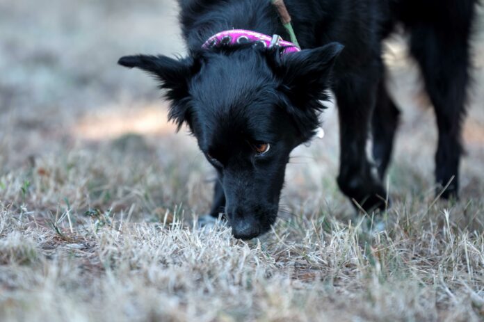 ificcanaso_cane che annusa