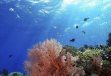 Greenpeace: il mare è bollente, caldo record anche a 40 metri di profondità