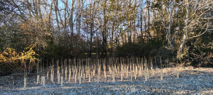 Riforestazione-Gernasso-nov2024-2