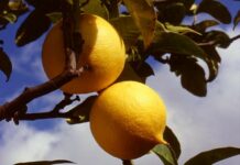 PIZZI blocca di nuovo l’iter dell’IGP del Bergamotto di Reggio Calabria