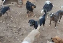 Il Natale speciale del canile di Riccione: visite guidate, solidarietà e festa per tutti