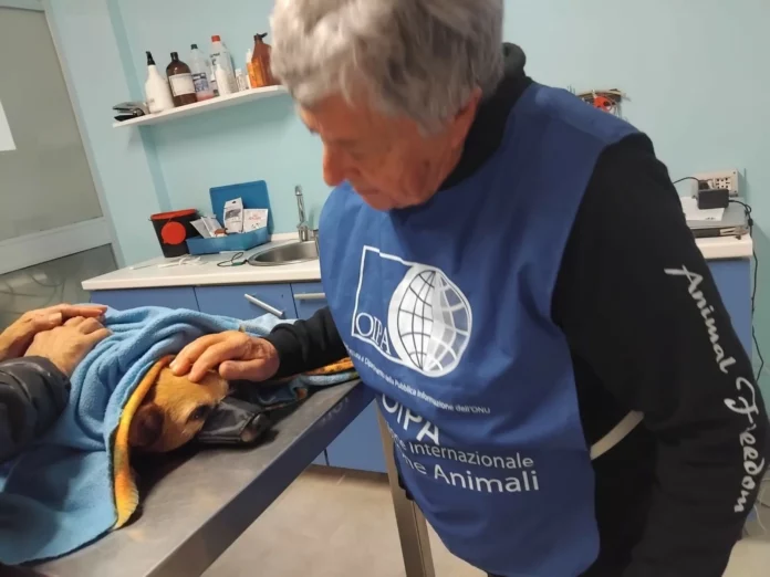 gela-cagnolina-anziana-pupa-6