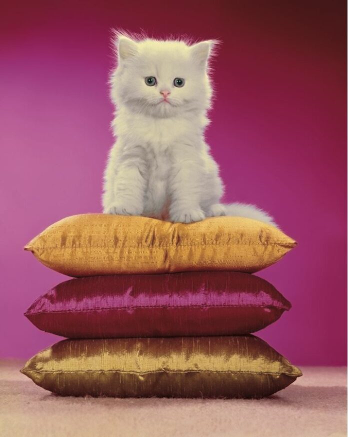 Walter Chandoha_1962