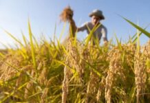 Agricoltura, 400 mila euro per le comunità di tutela della biodiversità e del cibo