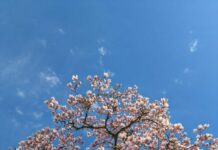 Prossima Settimana, Italia sotto una cupola anticiclonica