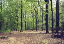 Giornata Internazionale Foreste