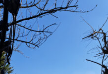 Il 31 maggio si torna a Montalcino, sulle strade dell’Eroica