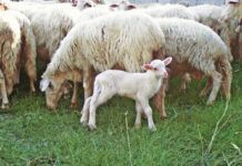 “A Pasqua la differenza la fai tu”: la campagna OIPA contro la mattanza di agnelli. “È tempo di superare lo specismo”