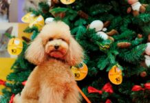 Festività pet-friendly, al Nord oltre un terzo dei proprietari spende per i propri animali