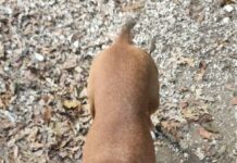 Maltrattamento cane. Dichiarazione di Fabrizio Ferrandelli