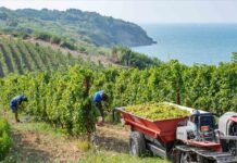 VALENTINO SCIOTTI NOMINATO “AMBASCIATORE DELL’ABRUZZO NEL MONDO”