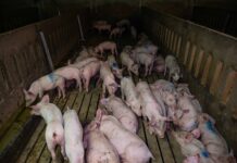 Ahold Delhaize pubblica il proprio impegno a migliorare gli standard per galline e femmine di maiali