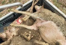 Coldiretti: a Marsico Nuovo dieci pecore sbranate dai lupi