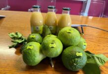 BERGAMOTTO DI REGGIO CALABRIA IGP – Approvazione definitiva del Ministero dell’agricoltura