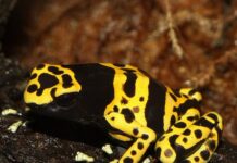 Cos’è la rana freccia dell’Ecuador, il vertebrato più velenoso al mondo?
