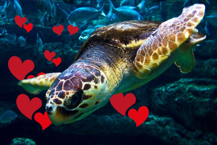 san+valentino+tartalove