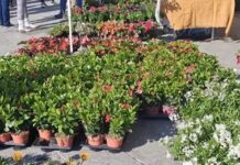 Pasqua tra rose e margherite, a Porta a Mare c’è “Livorno in fiore”