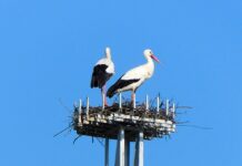 Cicogna bianca in Toscana: un nuovo nido di Cicogna bianca a Stabbia, nel Padule di Fucecchio, Enel mette nido in sicurezza
