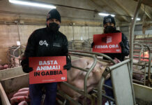 Gabbie negli allevamenti: Essere Animali lancia una proposta di legge di iniziativa popolare per vietare questo metodo arcaico e crudele anche in Italia