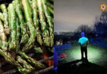 Danni da grandine in Puglia, danni fino al 40% agli asparagi