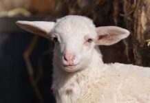 La macellazione degli animali è sempre violenta