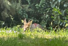 Bologna: Capriolo in fuga tra via Murri e via degli Orti salvato grazie all’intervento congiunto di Polizia metropolitana e Polizia locale