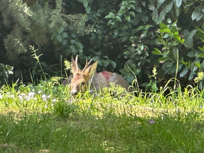 2026-04-09_Foto_Capriolo