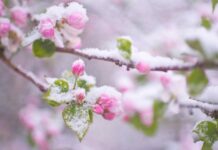 Meteo, in arrivo gelo e neve la prossima settimana