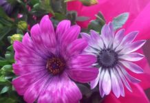 Periodo di Pasqua, previsto il picco di pollini. Aumenta il rischio allergie