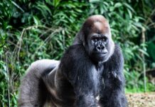 Fatou compie 69 anni: festa a Berlino per la gorilla più anziana
