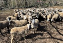 KRAS4US: IL PASCOLO CHE CUSTODISCE IL CARSO