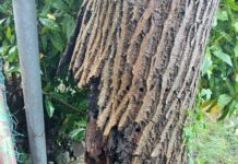 Trento: Verranno sostituite alcune piante in città