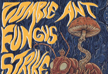 Atom Lux torna con il singolo “Zombie Ant Fungus Strike”