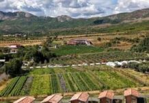 DALLA TERRA ALLA TAVOLA, IL RITORNO DELLA DIASPORA RAFFORZA LE FILIERE DEL CIBO E DEL GUSTO