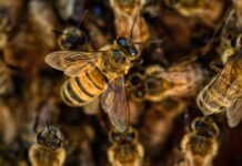 World Bee Day e greenwashing: cos’è il beewashing e perché “salvare le api” non basta