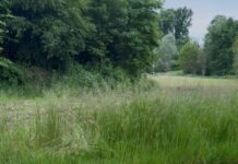 UN CAPRIOLO RECUPERATO NEL CORTILE DI UNA SCUOLA PRIMARIA A VENARIA E LIBERATO NELL’AMBIENTE NATURALE