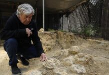 Francia, uova di dinosauro di 72 milioni di anni fa scoperte nel museo