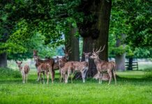 Difendere gli animali non è un vezzo: è difendere l’equilibrio della Terra, e quindi la nostra stessa sopravvivenza.»