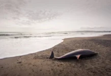 La strage invisibile nelle reti da pesca
