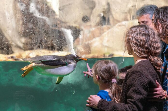 Esperto con te pinguini Acquario Genova