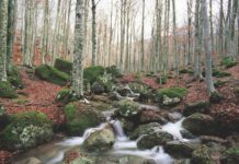 Primo Rapporto Foreste in Comune: dove sono i boschi italiani e quanto valgono per il territorio