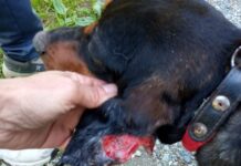 Le Guardie Zoofile dell’OIPA di Alessandria sono intervenute in un’abitazione di Bosco Marengo (AL)
