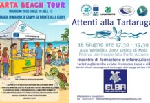 Un giorno per le tartarughe marine all’Isola d’Elba