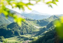 In Trentino c’è una valle dove i vigneti sfiorano i 1.000 metri di quota: è la Val di Cembra