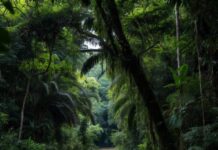 Un viaggio che ti porta dal ritmo ordinato di Singapore fino alle strade animate di Penan