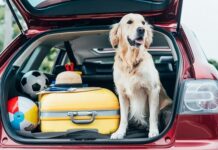 I Pet “orientano” la vacanza, nel nord Italia il 76% porterà cane o gatto in vacanza