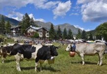 TORNA L’APPLAUSOMETRO PER ELEGGERE “MISS MUCCA” A PRAGELATO (TO)