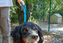 Livorno: Appello alla cittadinanza per rintracciare i proprietari di due cani ritrovati sul territorio comunale
