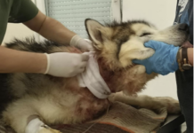 Alaskan Malamute trovato con una catena conficcata nel collo